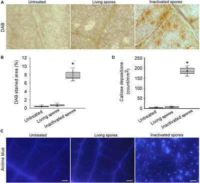 A Candidate Secreted Effector Protein of Rubber Tree Powdery Mildew Fungus Contributes to Infection by Regulating Plant ABA Biosynthesis